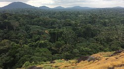 Vue à 360° sur la forêt