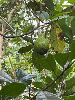 avocat sur arbre