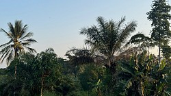paysage de brousse