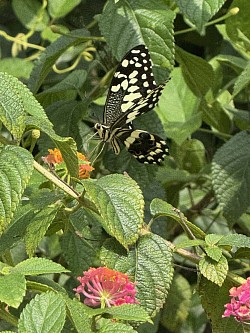 papillon